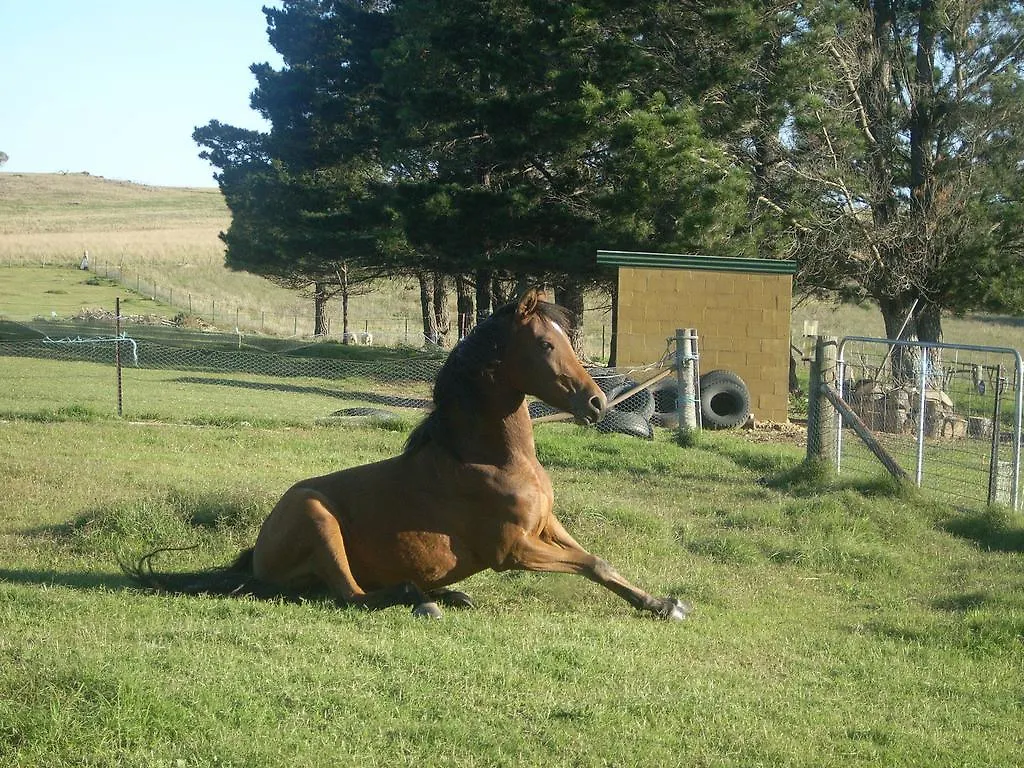 ***  Alpine Country Motel Plus Free Coffee Cooma Australia