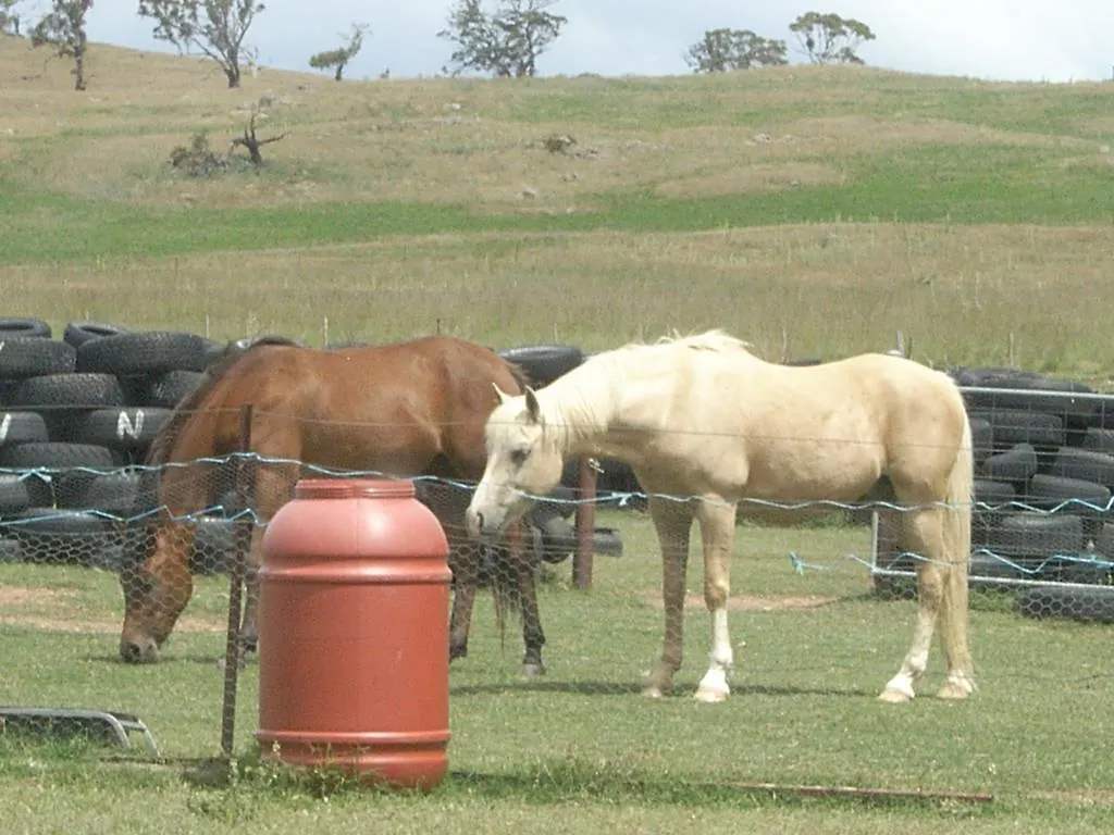 Alpine Country Motel Plus Free Coffee Cooma Australia