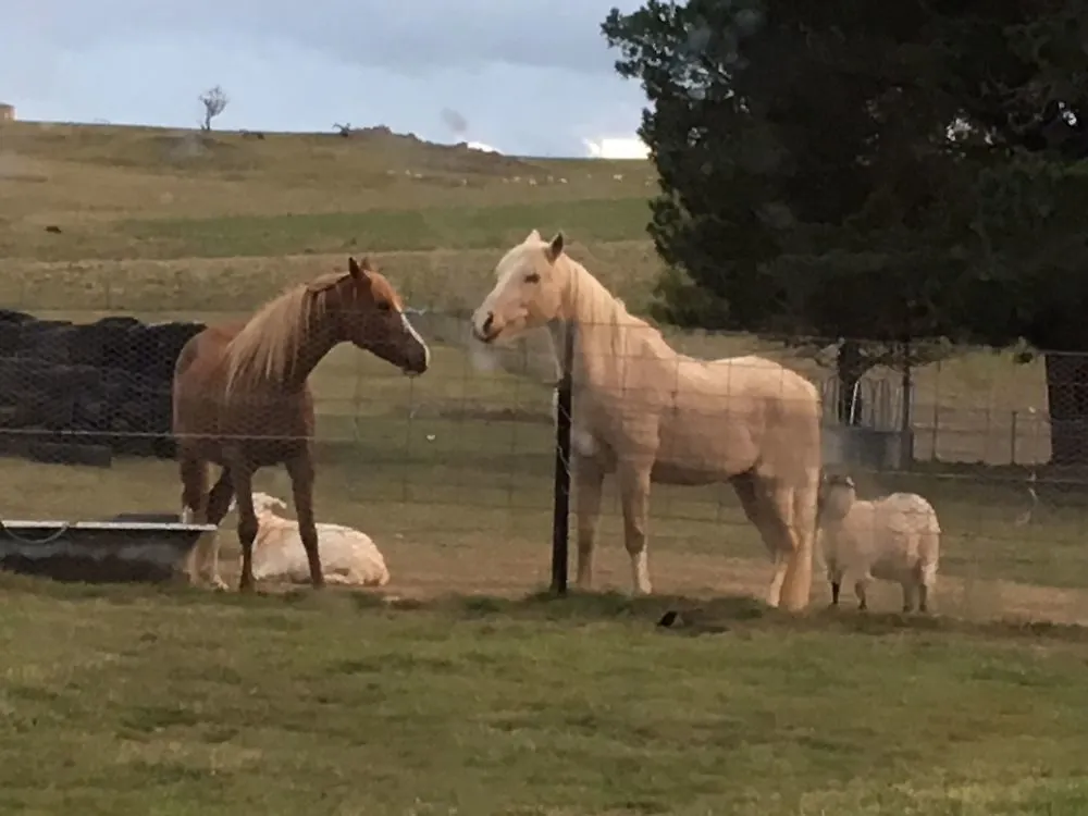 Alpine Country Motel Plus Free Coffee Cooma